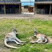 Kangaroes Canada rondreis